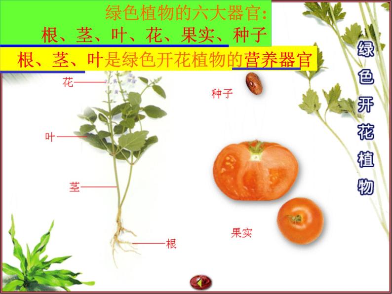 2022-2023学年华东师大版科学八年级上册4.1 绿色开花植物的营养器官课件02