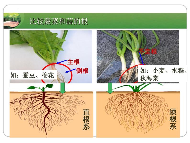 2022-2023学年华东师大版科学八年级上册4.1 绿色开花植物的营养器官课件04