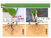 2022-2023学年华东师大版科学八年级上册4.1 绿色开花植物的营养器官课件