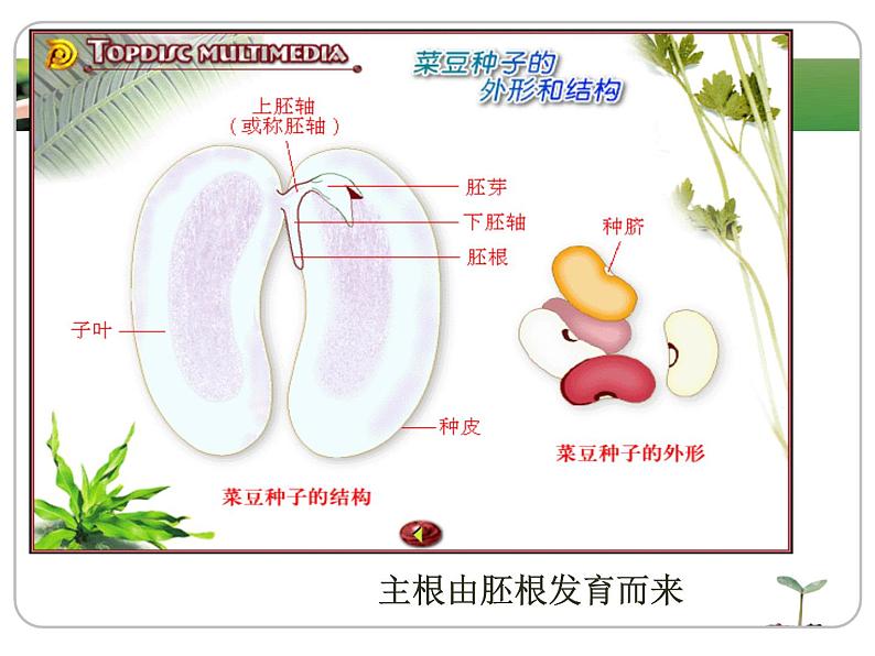 2022-2023学年华东师大版科学八年级上册4.1 绿色开花植物的营养器官课件06