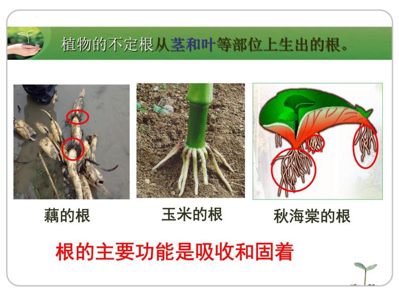 2022-2023学年华东师大版科学八年级上册4.1 绿色开花植物的营养器官课件08
