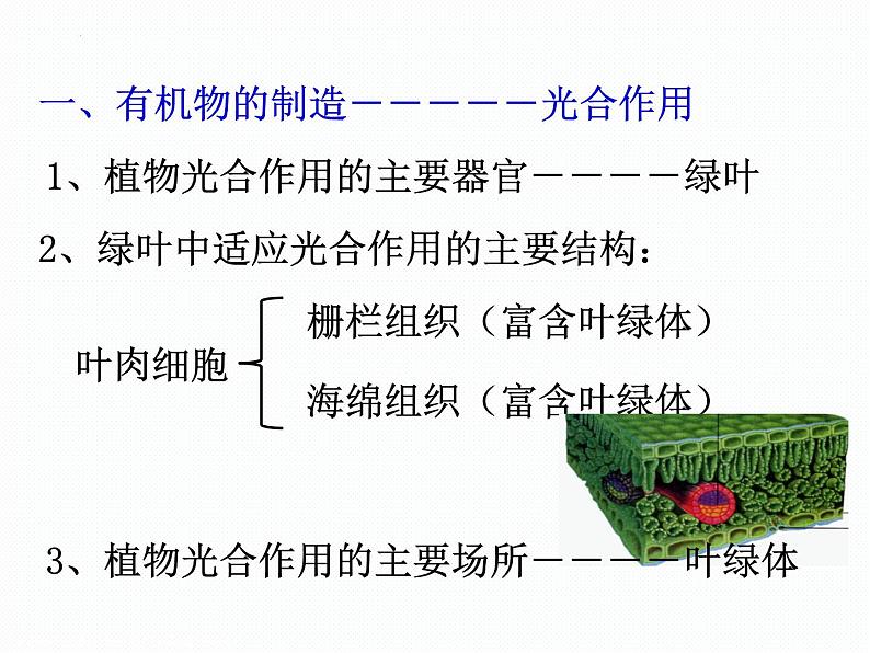 2022-2023学年华东师大版科学八年级上册4.4第1课时（光合作用和呼吸作用）课件第5页