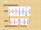 2022-2023学年浙教版科学九年级上册4.3  体内物质的运输（第3课时） 课件