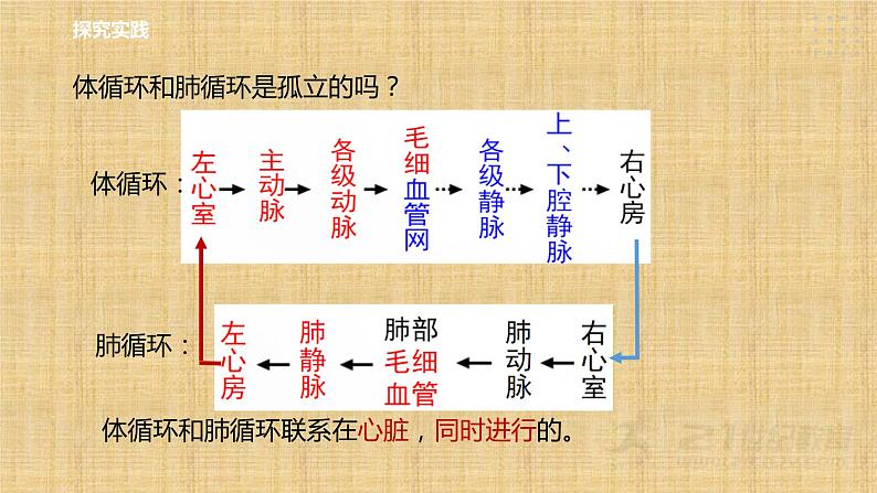 2022-2023学年浙教版科学九年级上册4.3  体内物质的运输（第3课时） 课件05