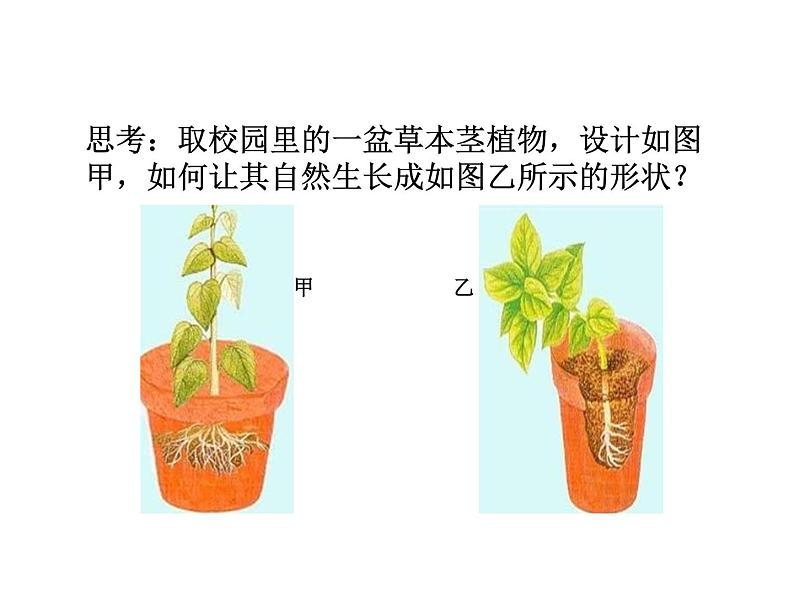 浙教版科学八年级上课件 第3章 生命活动的调节 第1节 植物生命活动的调节03