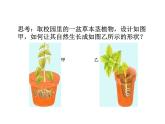 浙教版科学八年级上课件 第3章 生命活动的调节 第1节 植物生命活动的调节