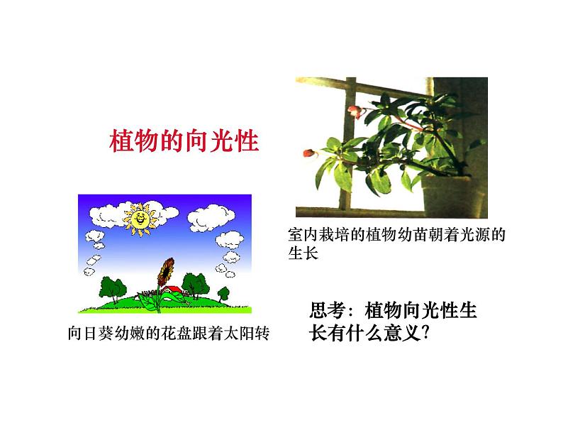 浙教版科学八年级上课件 第3章 生命活动的调节 第1节 植物生命活动的调节05