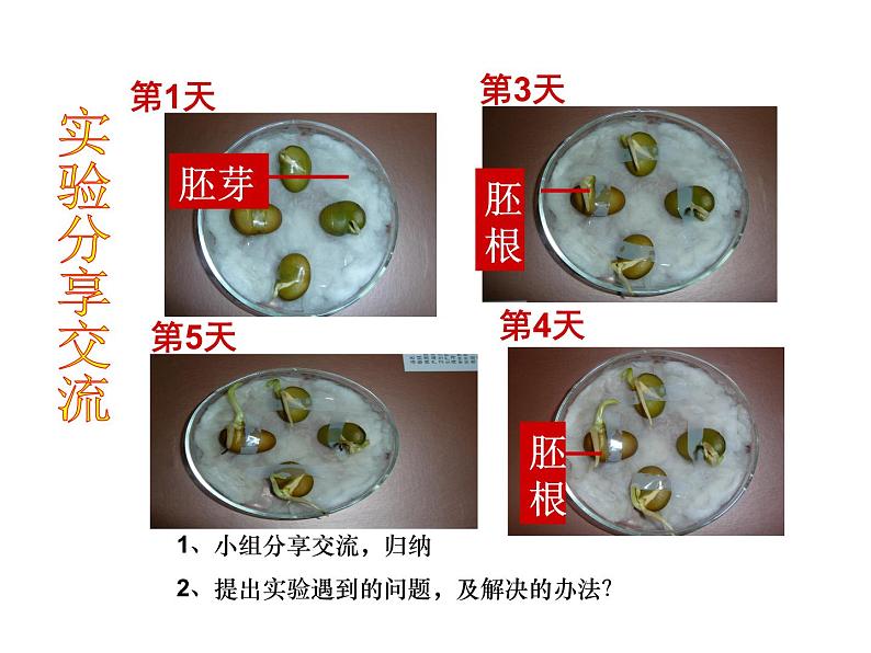 浙教版科学八年级上课件 第3章 生命活动的调节 第1节 植物生命活动的调节06