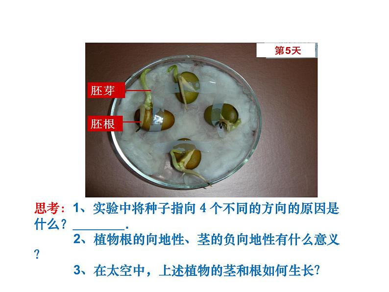 浙教版科学八年级上课件 第3章 生命活动的调节 第1节 植物生命活动的调节07