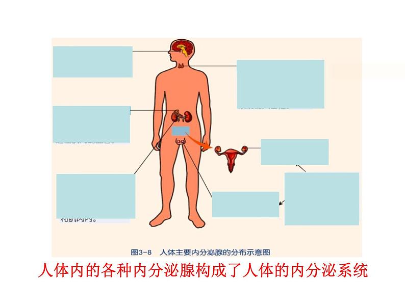 浙教版科学八年级上课件 第3章 生命活动的调节 第2节 人体的激素调节第4页