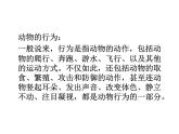 浙教版科学八年级上课件 第3章 生命活动的调节 第4节 动物的行为