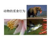 浙教版科学八年级上课件 第3章 生命活动的调节 第4节 动物的行为
