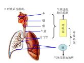 浙教版科学八年级下册课件 第3章 空气与生命 第5节 生物的呼吸和呼吸作用