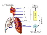 浙教版科学八年级下册课件 第3章 空气与生命 第5节 生物的呼吸和呼吸作用