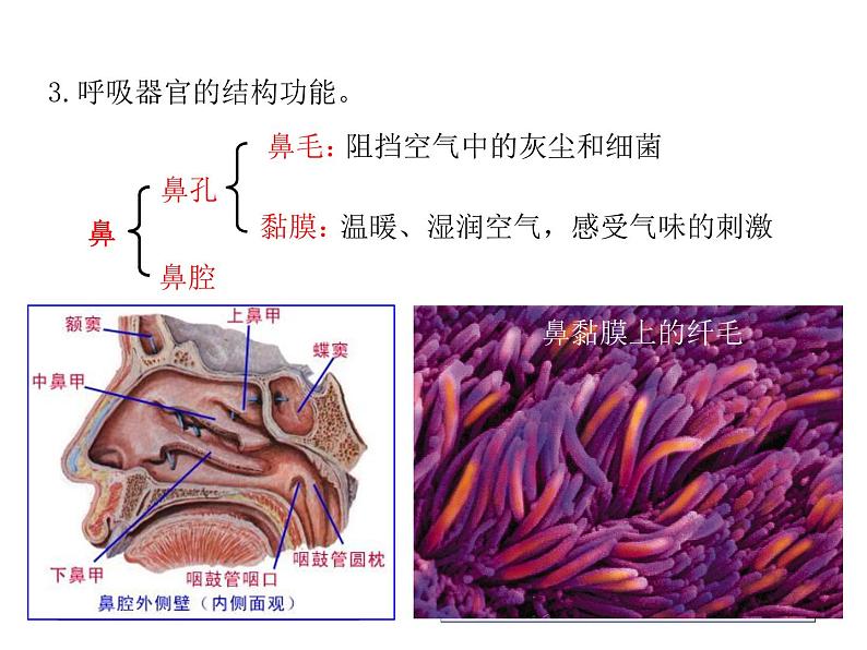 浙教版科学八年级下册课件 第3章 空气与生命 第5节 生物的呼吸和呼吸作用第5页