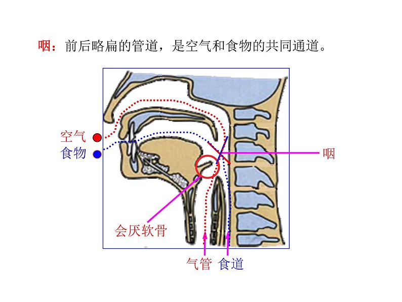 浙教版科学八年级下册课件 第3章 空气与生命 第5节 生物的呼吸和呼吸作用第6页