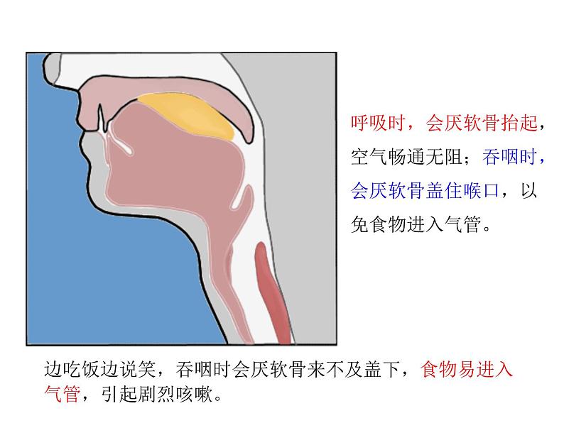 浙教版科学八年级下册课件 第3章 空气与生命 第5节 生物的呼吸和呼吸作用第7页