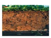 浙教版科学八年级下册课件 第4章 植物与土壤 第2节 各种各样的土壤