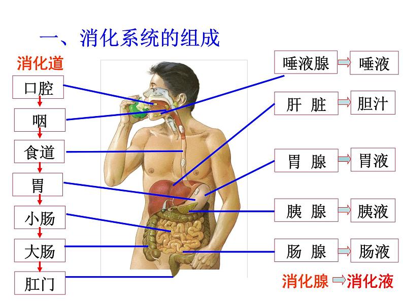 浙教版科学九年级上册课件 第4章 代谢与平衡 2 食物的消化与吸收第4页