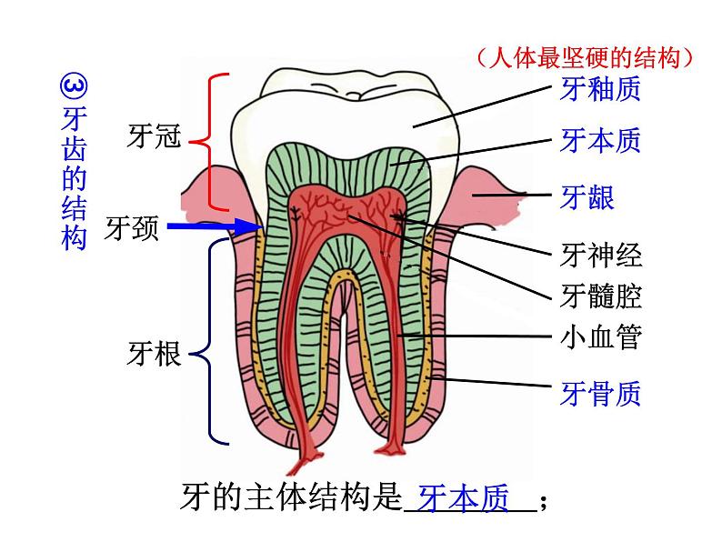 浙教版科学九年级上册课件 第4章 代谢与平衡 2 食物的消化与吸收第7页