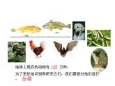 浙教版科学七年级上册课件 第2章 观察生物 第4节 常见的动物