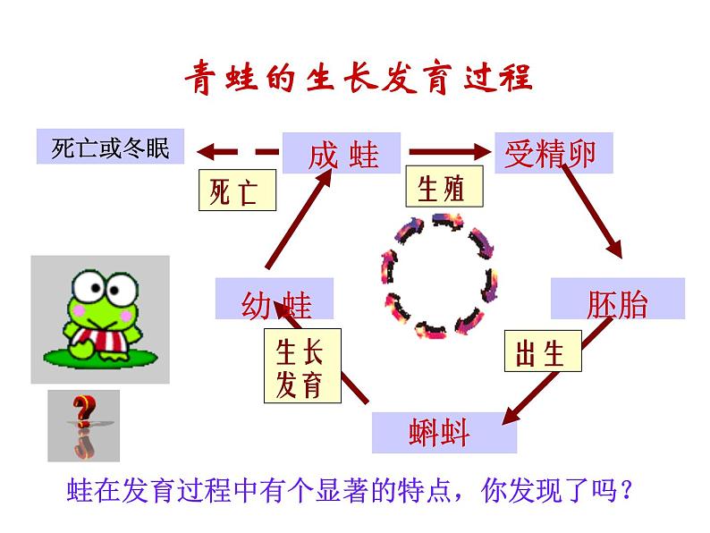 浙教版科学七年级下册课件 第一章 代代相传的生命 第3节 动物的生长时期04