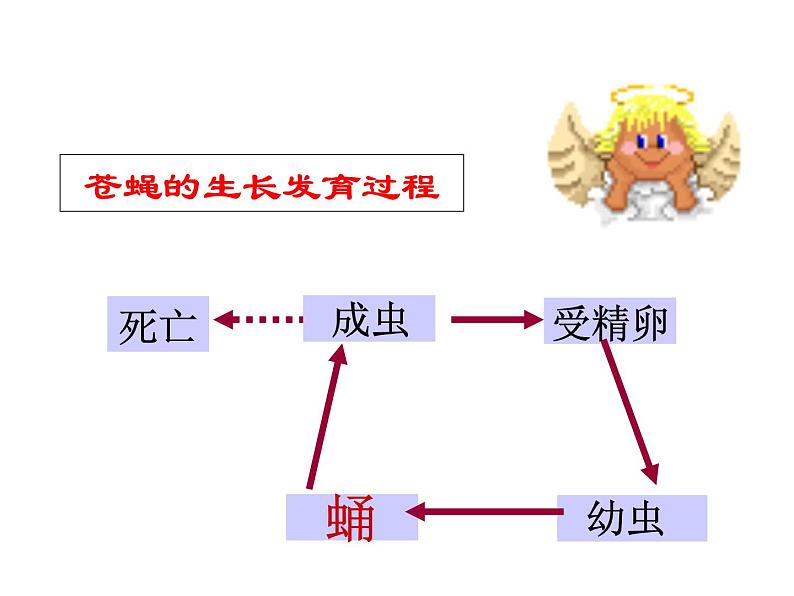 浙教版科学七年级下册课件 第一章 代代相传的生命 第3节 动物的生长时期06