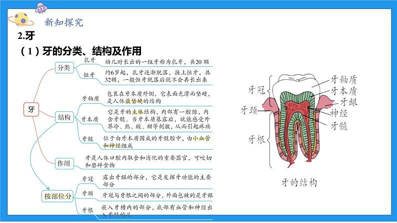 九上科学浙教 第4章  第2节 食物的消化与吸收 PPT课件04