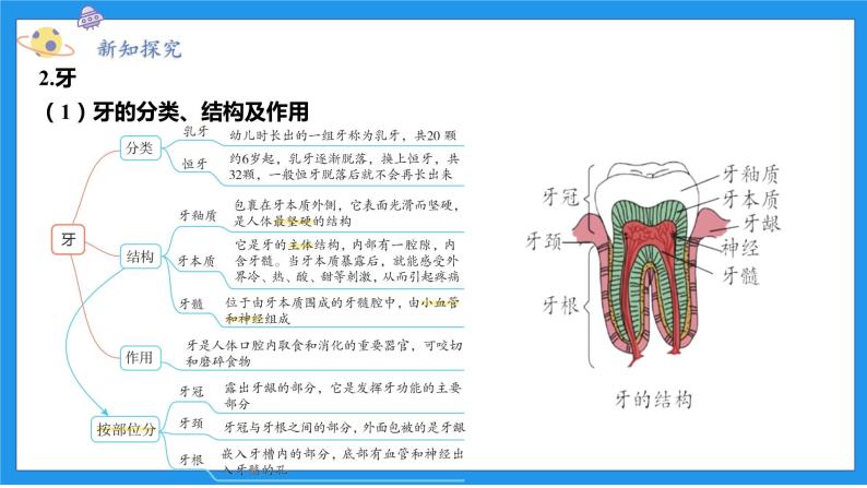 九上科学浙教 第4章  第2节 食物的消化与吸收 PPT课件04