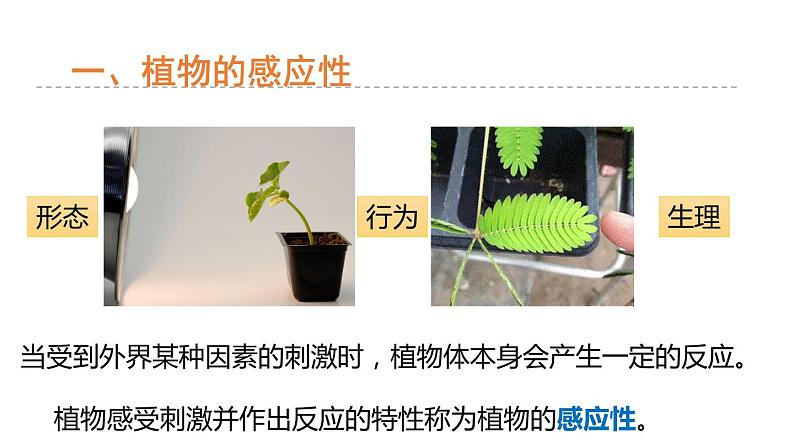 3.1 植物生命活动的调节 第1课时 植物的感应性  课件---2023-2024学年浙教版科学八年级上册03