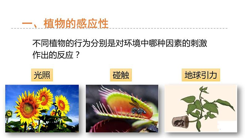 3.1 植物生命活动的调节 第1课时 植物的感应性  课件---2023-2024学年浙教版科学八年级上册04