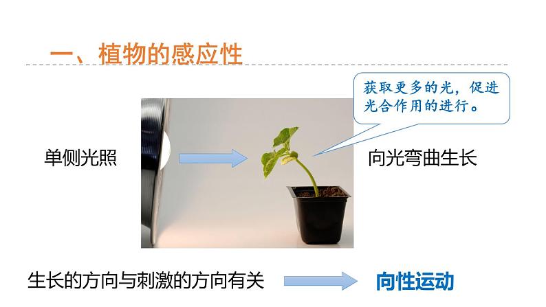 3.1 植物生命活动的调节 第1课时 植物的感应性  课件---2023-2024学年浙教版科学八年级上册05