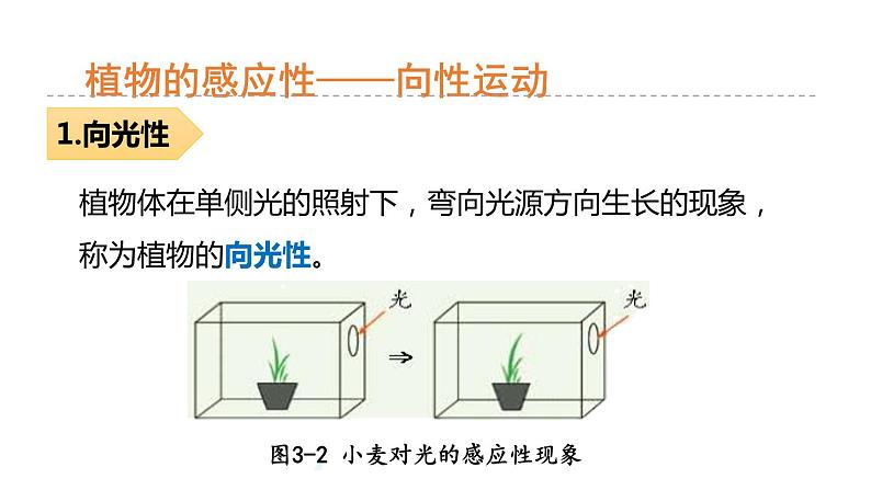 3.1 植物生命活动的调节 第1课时 植物的感应性  课件---2023-2024学年浙教版科学八年级上册07