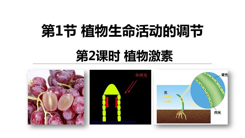 3.1 植物生命活动的调节 第2课时 植物激素  课件---2023-2024学年浙教版科学八年级上册01