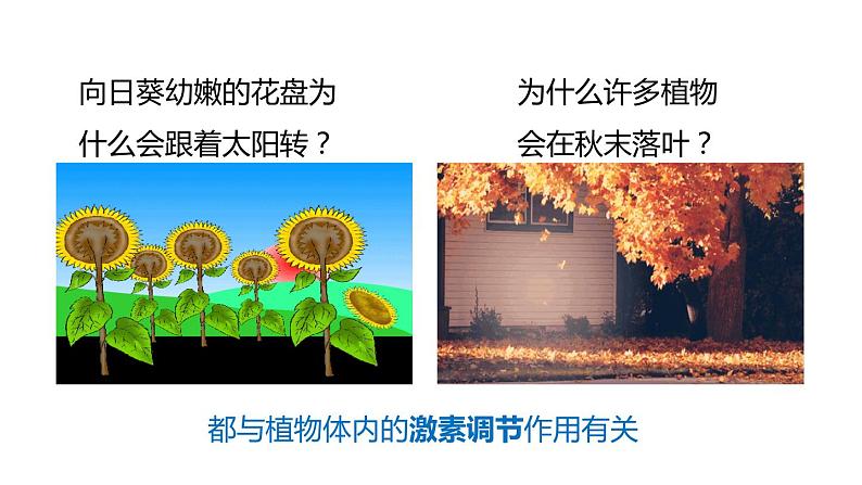 3.1 植物生命活动的调节 第2课时 植物激素  课件---2023-2024学年浙教版科学八年级上册02