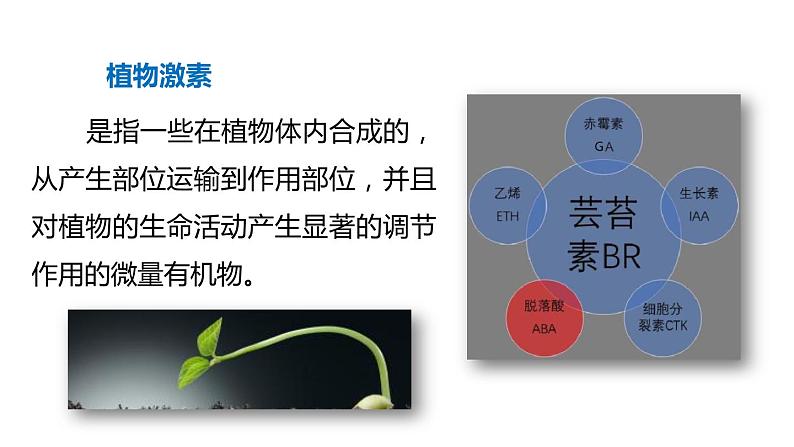 3.1 植物生命活动的调节 第2课时 植物激素  课件---2023-2024学年浙教版科学八年级上册03