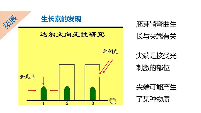 3.1 植物生命活动的调节 第2课时 植物激素  课件---2023-2024学年浙教版科学八年级上册04