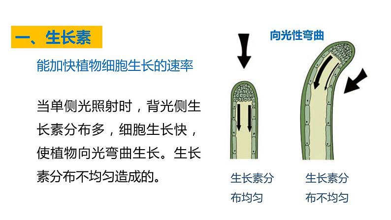 3.1 植物生命活动的调节 第2课时 植物激素  课件---2023-2024学年浙教版科学八年级上册06