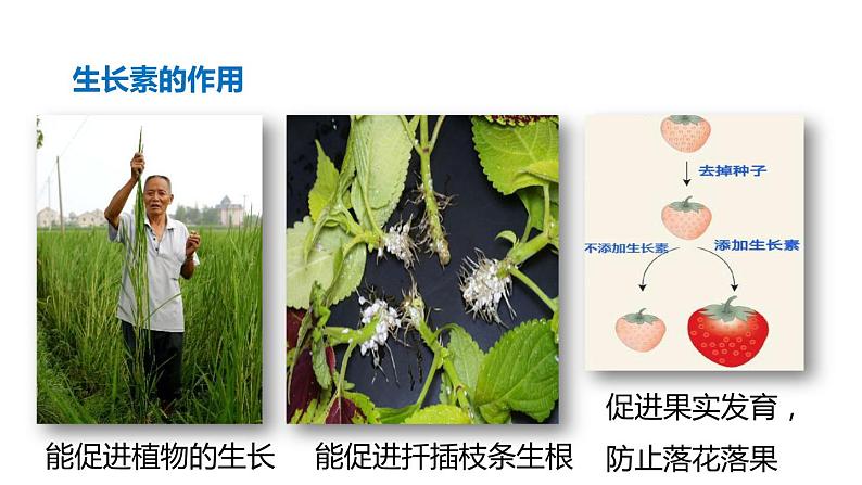 3.1 植物生命活动的调节 第2课时 植物激素  课件---2023-2024学年浙教版科学八年级上册07