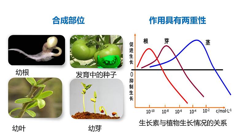 3.1 植物生命活动的调节 第2课时 植物激素  课件---2023-2024学年浙教版科学八年级上册08