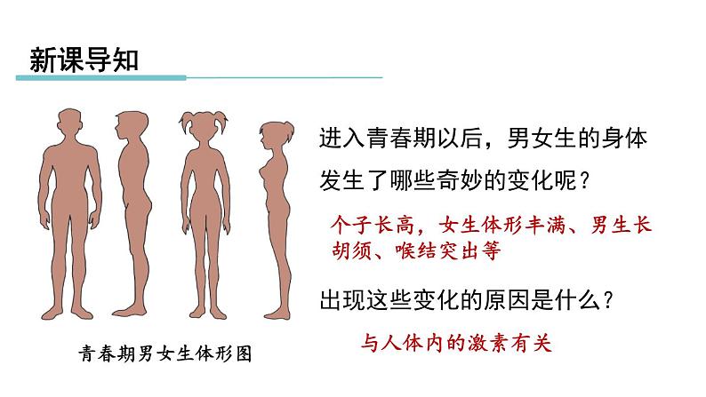 3.2 人体的激素调节 第1课时 内分泌腺和激素  课件---2023-2024学年浙教版科学八年级上册02