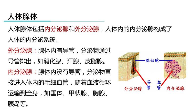 3.2 人体的激素调节 第1课时 内分泌腺和激素  课件---2023-2024学年浙教版科学八年级上册03