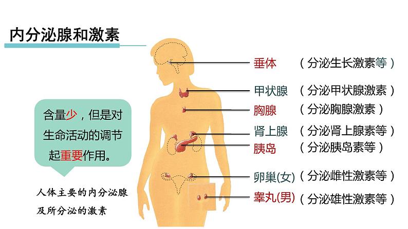 3.2 人体的激素调节 第1课时 内分泌腺和激素  课件---2023-2024学年浙教版科学八年级上册04