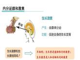 3.2 人体的激素调节 第1课时 内分泌腺和激素  课件---2023-2024学年浙教版科学八年级上册