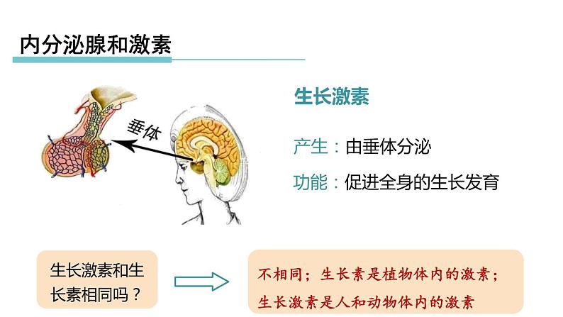 3.2 人体的激素调节 第1课时 内分泌腺和激素  课件---2023-2024学年浙教版科学八年级上册05