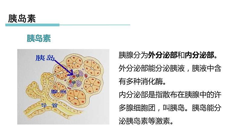 3.2 人体的激素调节 第2课时 胰岛素和血糖含量  课件---2023-2024学年浙教版科学八年级上册03