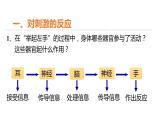 3.3 神经调节 第1课时 对刺激的反应和信息的接受和传导  课件---2023-2024学年浙教版科学八年级上册