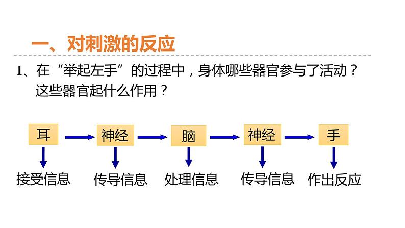 3.3 神经调节 第1课时 对刺激的反应和信息的接受和传导  课件---2023-2024学年浙教版科学八年级上册03