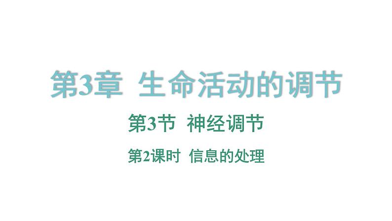 3.3 神经调节 第2课时 信息的处理  课件---2023-2024学年浙教版科学八年级上册01