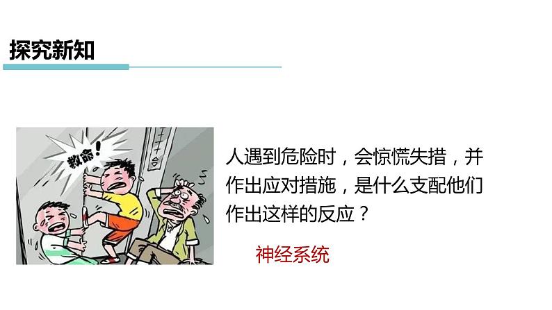 3.3 神经调节 第2课时 信息的处理  课件---2023-2024学年浙教版科学八年级上册02